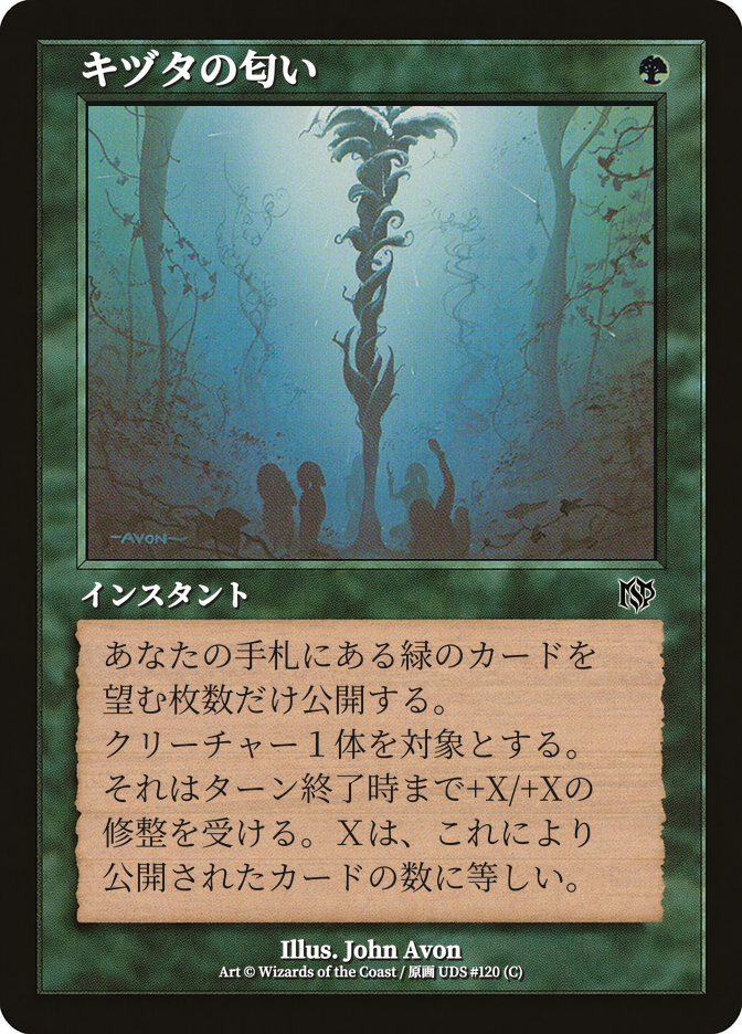 キヅタの匂い